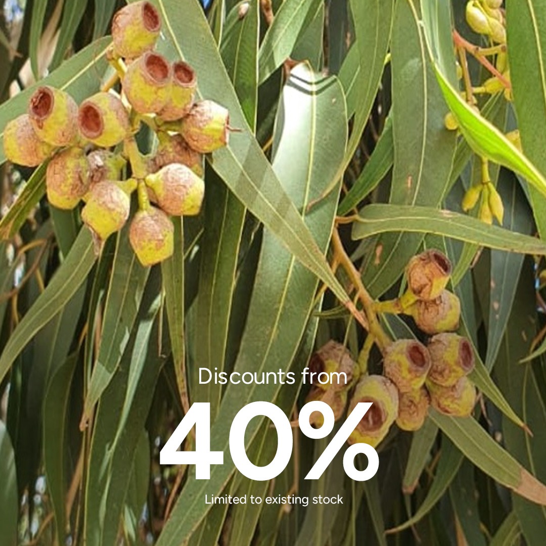Lemon Eucalyptus Organic Essential Oil